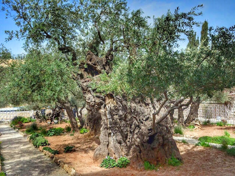 gethsemane garden