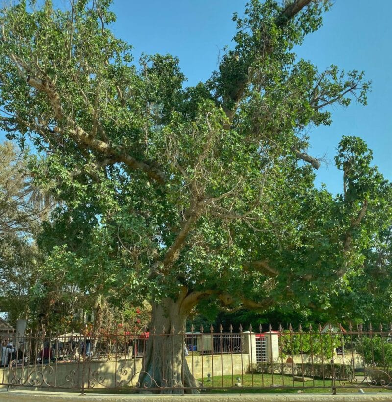 jericho-zacchaeus-tree