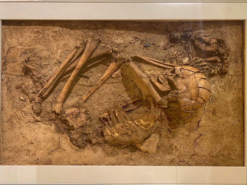 mayan baruch museum women and dog burial